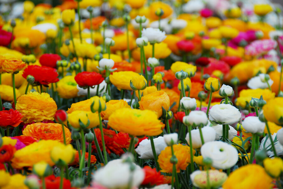 Ranunculus (Persian Buttercups)